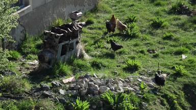 公鸡鸡走风格有机农场房子花园